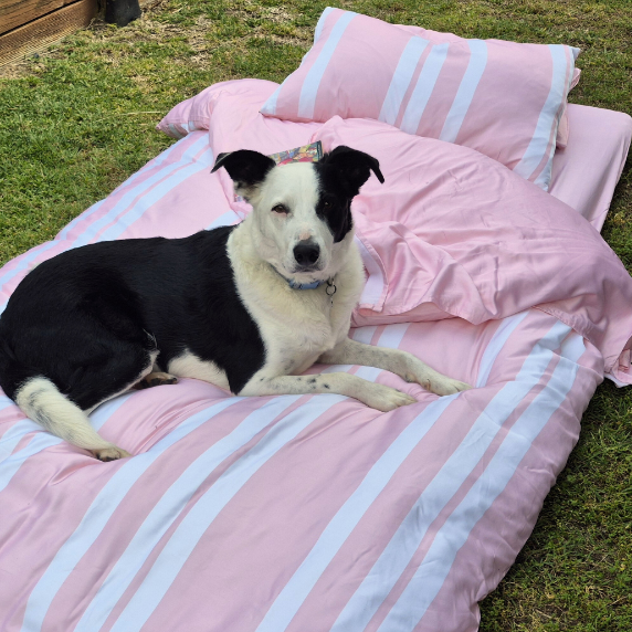 Dog lying on a pink and white striped bed outdoors