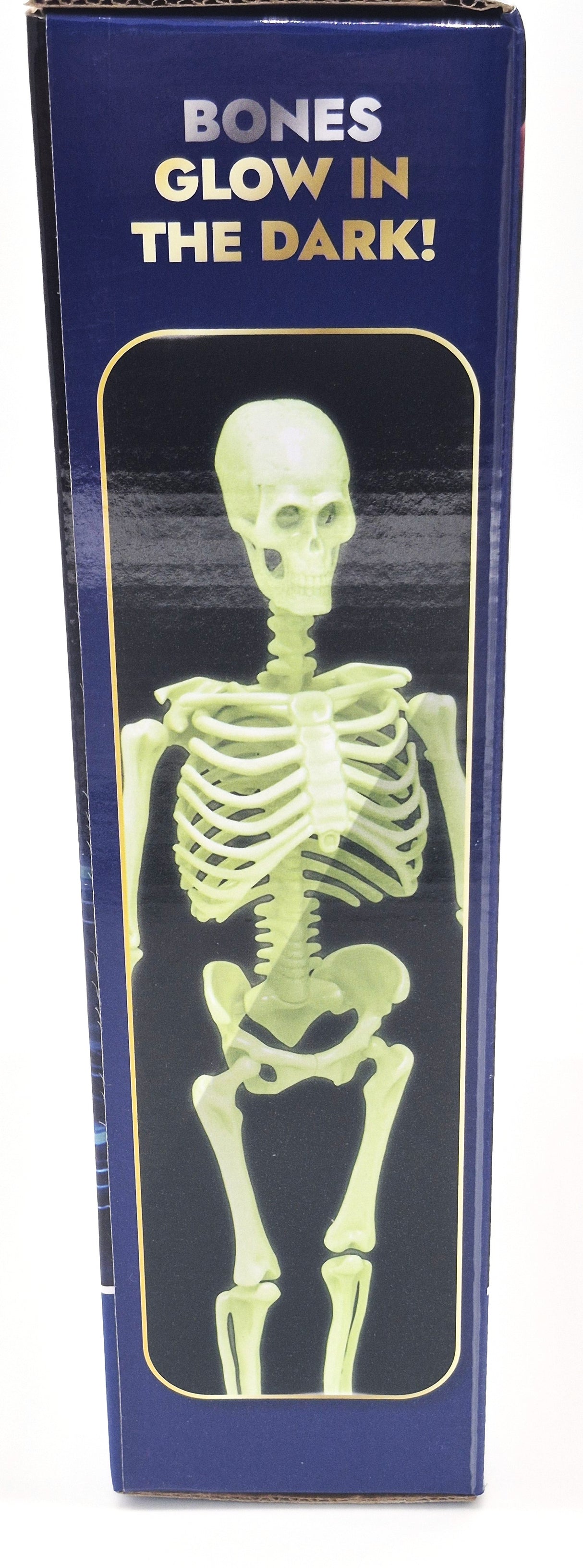 Glow-in-the-Dark Human Body Model: Anatomy Toy for Kids | STEM Educational Science Kit