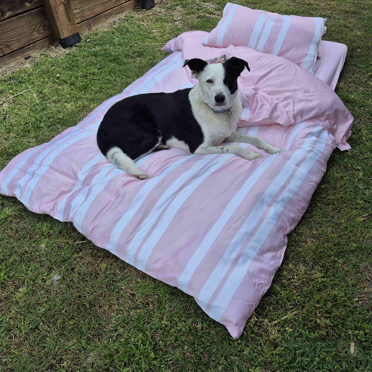 Dog lying on a pink striped bed outdoors