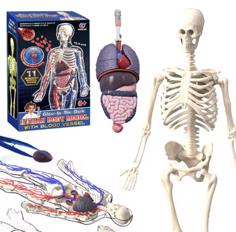 Glow-in-the-Dark Human Body Model: Anatomy Toy for Kids | STEM Educational Science Kit