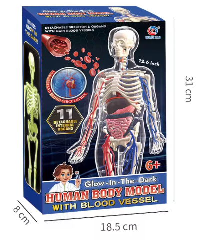 Glow-in-the-Dark Human Body Model: Anatomy Toy for Kids | STEM Educational Science Kit