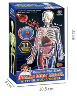 Glow-in-the-Dark Human Body Model: Anatomy Toy for Kids | STEM Educational Science Kit